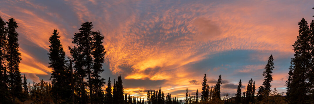 Amazing pink, orange bright pastel sunset over forest sky in northern Canada in panoramic scenic view. 