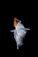 Papillon, also known as the continental toy spaniel. Isolated on a black background.