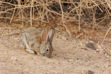 Wild bunny rabbit in sand