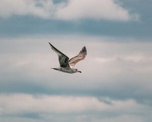 Seagull in flight over the sea