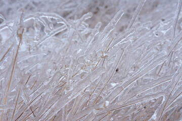 Freezing flower plant in ice on the snow meadow.High horizontal quality photo