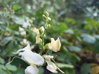 Broad beans in the stage of flower