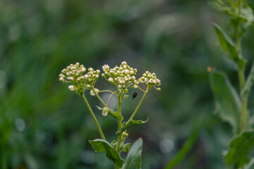 Fresh vibes of the green spring