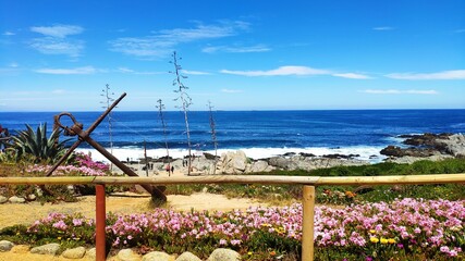 Flowers on the shore of Isla Negra (El Quisco, Chile), resting place of Pablo Neruda famous chilean...