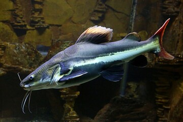 fish in the aquarium
