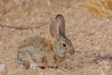 Naklejka na ściany i meble Wild bunny rabbit in sand