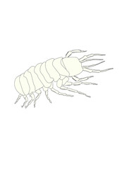 Grundwasserassel Asellus aquaticus