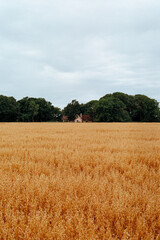Oat field in Sweden
