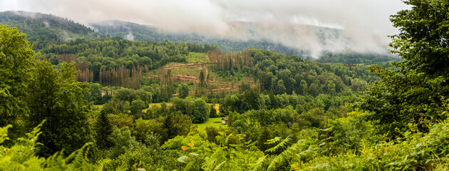 Etalage de grumes sur une parcelle forestière, Massif des Vosges, France