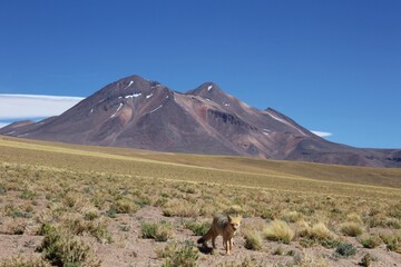 Andean fox (lycalopex culpaeus) in Atacama desert, Chile. 