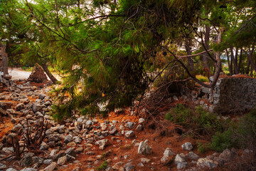 PHASELIS, TURKEY: Ruins of the Ancient city of Phaselis in the forest.