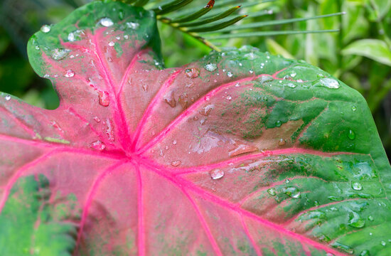 Patabahar or patabahari plant, Codiaeum variegatum, beautiful plant with colorful large leaves. Mainly used for decoartive gardening purpose. Howrah, West Bengal, India