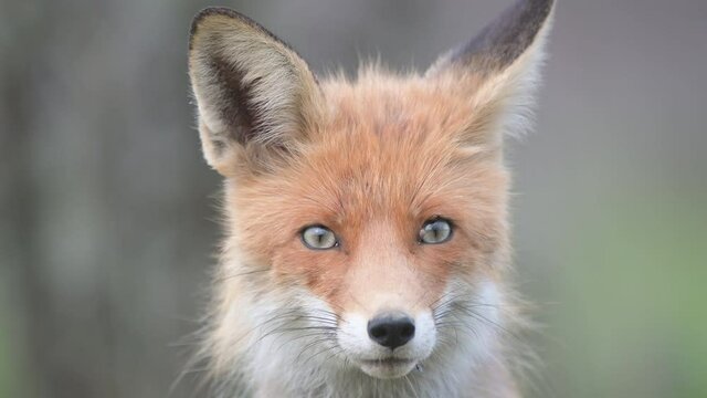 Red fox Vulpes vulpes. Portrait the head red fox on a beautiful background in the wild.