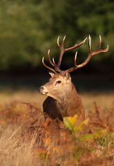 Close up of a red deer stag standing in a field of ferns