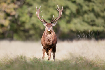 Red deer stag standing in a field of grass