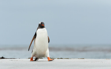 Close up of a Gentoo penguin walking on a sandy beach