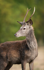 Close up of a young red deer stag standing in grass in autumn