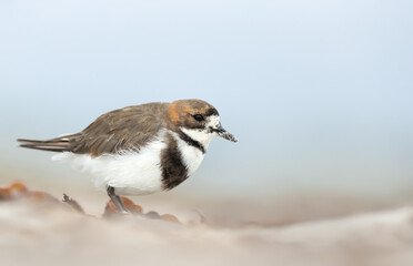 Close up of a two-banded plover on a sandy beach