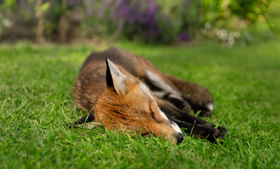Close up of a red fox sleeping on grass during the day
