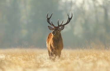 Red deer stag standing in a field of grass on a misty autumn morning