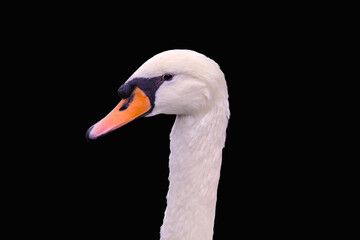 Beautiful mute swan, Cygnus olor, swimming in the lake