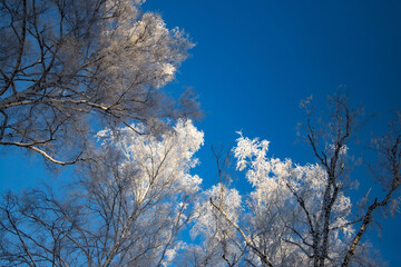 snow-covered winter forest in frost against a blue sky background