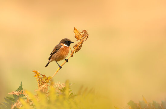 European stonechat perching on a fern branch against colorful background