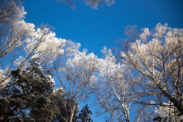 snow-covered winter forest in frost against a blue sky background