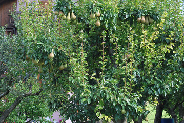 Un pero carico di frutti in un giardino.