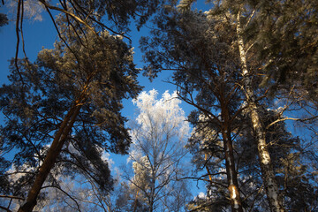 snow-covered winter forest in frost against a blue sky background