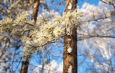 snow-covered winter forest in frost against a blue sky background