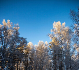 snow-covered winter forest in frost against a blue sky background