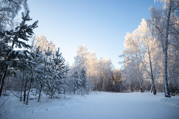 snow-covered winter forest in frost against a blue sky background