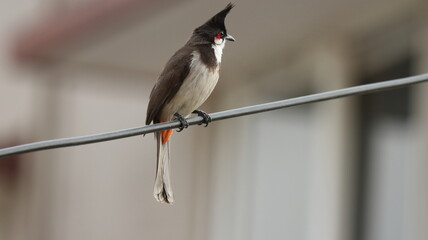 Red-whiskered bulbul perched on a wire