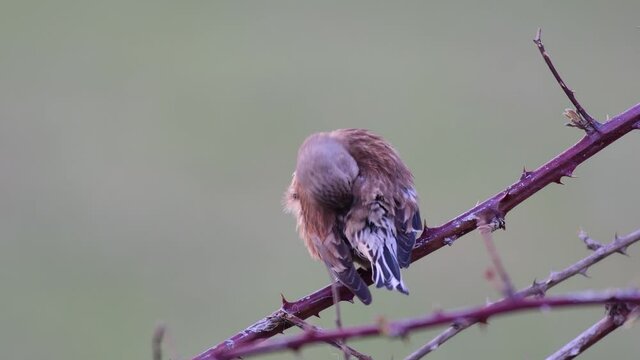 Common linnet Linaria cannabina in the wild. The linnet bird sits on a branch of a bush, and turns his head. Bird cleans its feathers and flies away.
