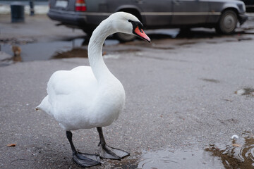 white swan stands on the asphalt