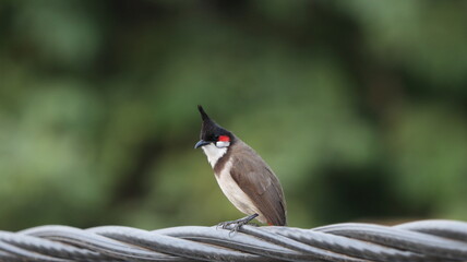 Red-whiskered bulbul perched on a wire