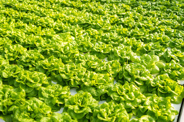 Interior of modern agricultural vegetable greenhouse