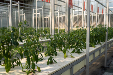 Interior of modern agricultural vegetable greenhouse