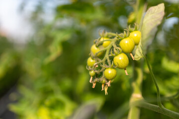 Interior of modern agricultural vegetable greenhouse