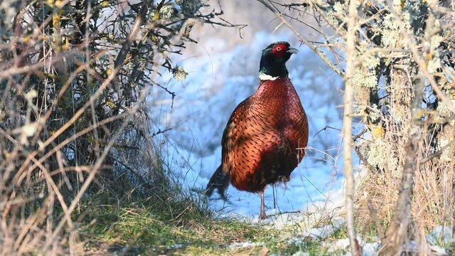 Male Common Pheasant Phasianus colchicus in the wild. A pheasant stands in the snow in winter and looks at the camera, walks away. Slow motion 4k.