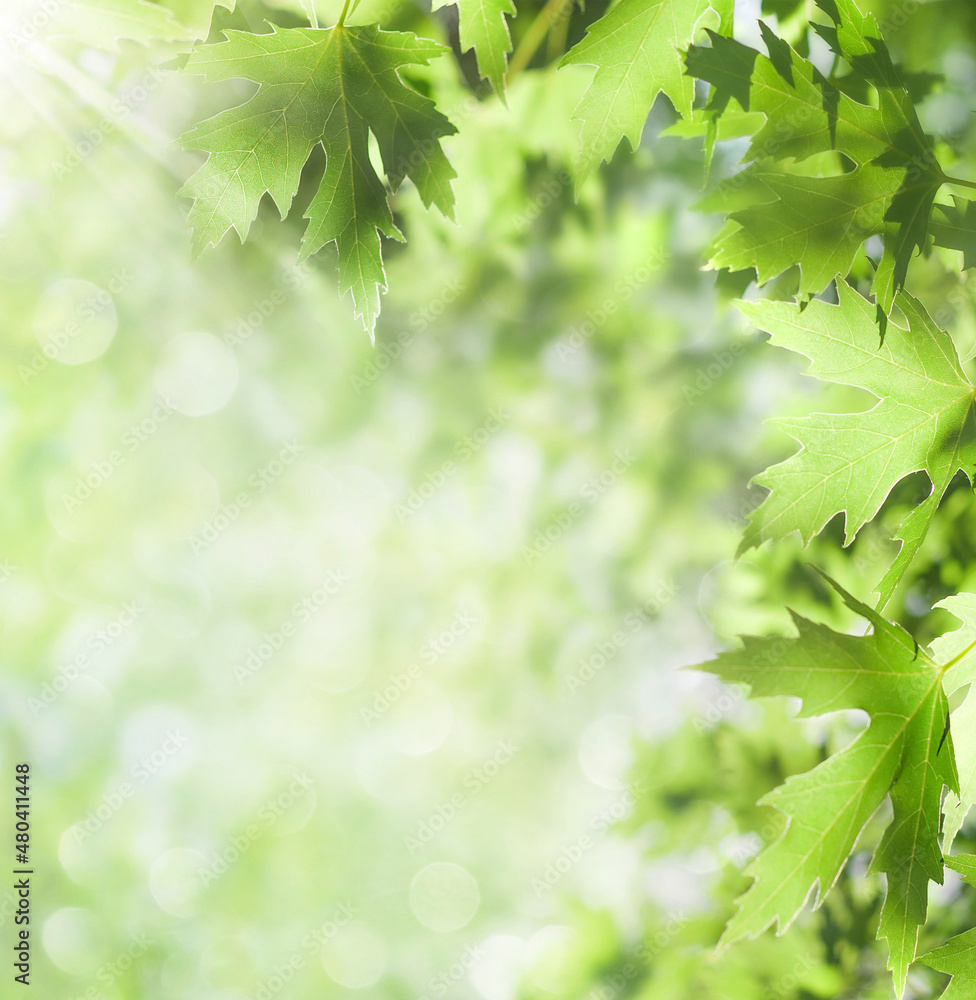 Aufkleber Spring background. Fresh bright leaves of maple tree in the sunlight.