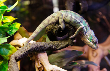 Panther chameleon Ambato.
This is a brightly colored species of reptile lizards that live in the tropical forests of the Republic of Madagascar. The body is painted in various shades of blue and green
