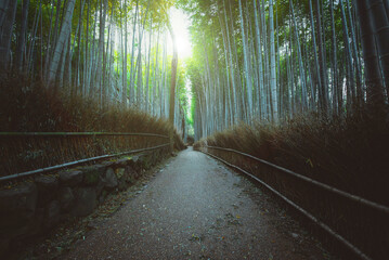 Bamboo forest in Kyoto countryside