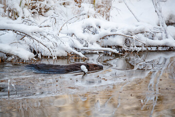 beaver swimming in snow covered river © Jen