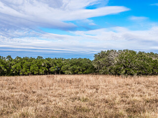 Bushes separating the sky and the field