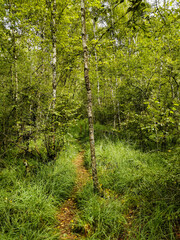 Sentier de découverte dans une nature luxuriante, Tourbière de la Grande Pile, Bourgogne-Franche-Comté, France