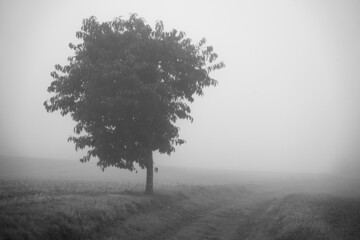 amazing tourist path with tree in fog in black and white color