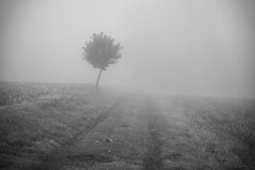 mystical foggy path with tree