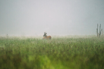 doe in grass at foggy morning
